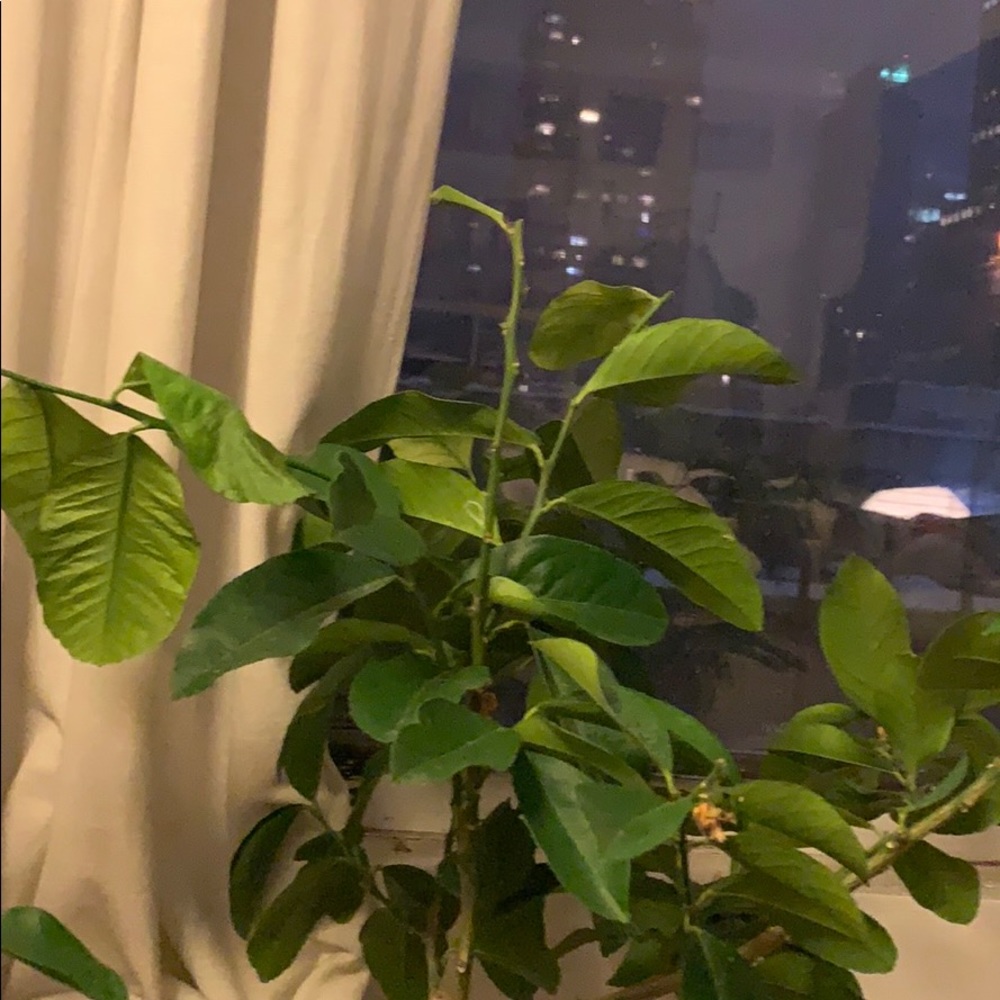 Meet your Posher, George